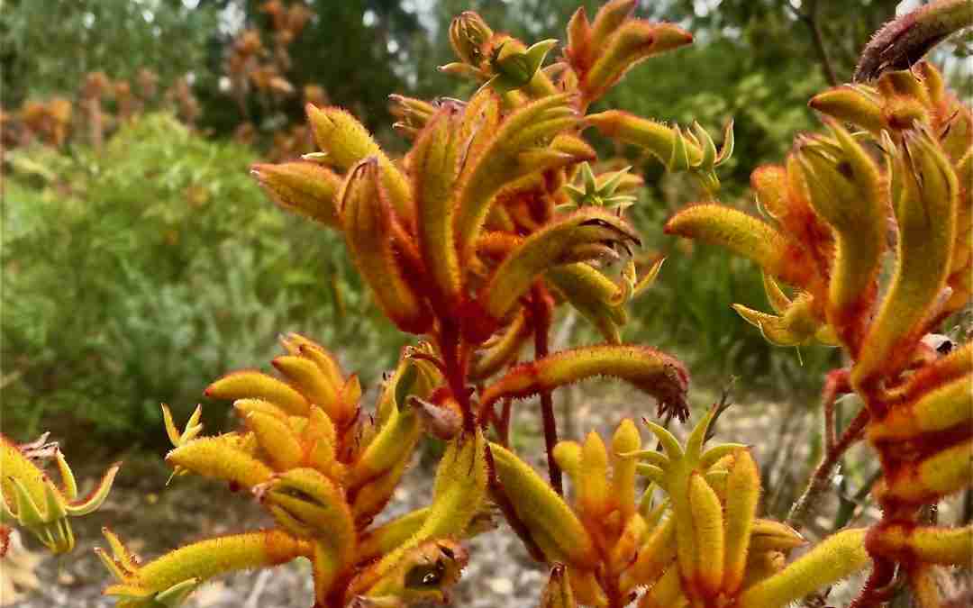 KANGAROO PAW FLOWER IN SKINCARE